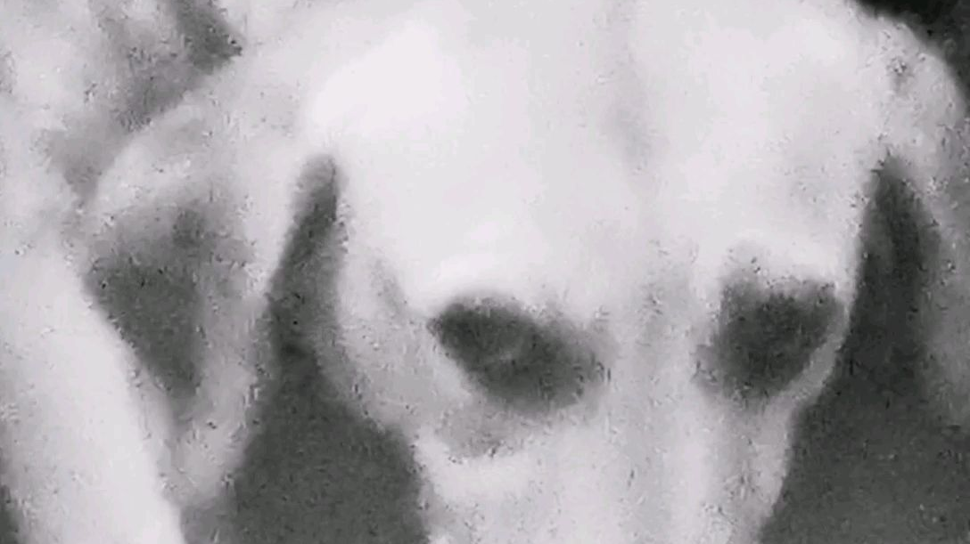 画风突变的狗子